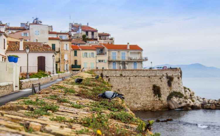 Cannes - Antibes - Mougins - Half Day Tour